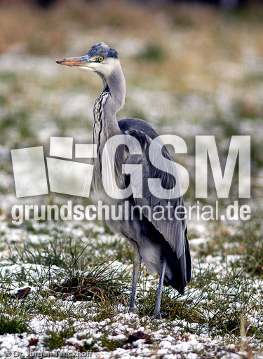 Graureiher (14 von 15).jpg